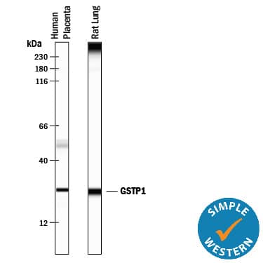 Simple Western lane view shows lysates of human placenta tissue and rat brain tissue, loaded at 0.5 mg/mL. A specific band was detected for Glutathione S-Transferase pi 1/GSTP1 at approximately 26 kDa (as indicated) using 12.5 µg/mL of Mouse Anti-Human Glutathione S-Transferase pi 1/GSTP1 Monoclonal Antibody (Catalog # MAB6455). This experiment was conducted under reducing conditions and using the 12-230 kDa separation system.