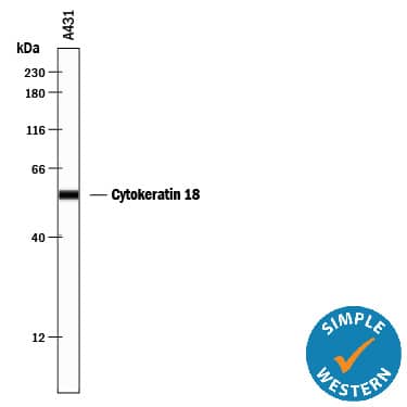 Simple Western Cytokeratin 18 Antibody (810811) [Unconjugated]