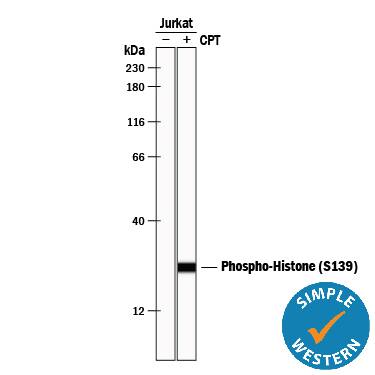 <b>Biological Strategies Validation. </b>Simple Western lane view shows lysates of Jurkat human acute T cell leukemia cell line untreated (-) or treated (+) with 1 µM Camptothecin (CPT) for 24 hours, loaded at 0.2 mg/mL. A specific band was detected for Phospho-Histone H2AX (S139) at approximately 25 kDa (as indicated) using 5 µg/mL of Rabbit Anti-Human Phospho-Histone H2AX (S139) Antigen Affinity-purified Polyclonal Antibody (Catalog # AF2288). This experiment was conducted under reducing conditions and using the 12-230 kDa separation system.
