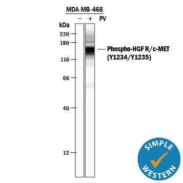 Simple Western lane view shows lysates of MDA‑MB‑468 human breast cancer cell line untreated (-) or treated (+) with 100 µM Pervanadate (PV) for 10 minutes, loaded at 0.2 mg/mL. A specific band was detected for HGF R/c‑MET at approximately 156 kDa (as indicated) using 5 µg/mL of Rabbit Anti-Human/Mouse Phospho-HGF R/c‑MET (Y1234/Y1235) Antigen Affinity-purified Polyclonal Antibody (Catalog # AF2480). This experiment was conducted under reducing conditions and using the 12-230 kDa separation system.