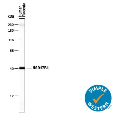 Simple Western lane view shows lysates of human placenta tissue, loaded at 0.2 mg/mL. A specific band was detected for 17  beta ‑HSD1/HSD17B1 at approximately 40 kDa (as indicated) using 2.5 µg/mL of Mouse Anti-Human 17  beta ‑HSD1/HSD17B1 Monoclonal Antibody (Catalog # MAB7178). This experiment was conducted under reducing conditions and using the 12-230 kDa separation system. Non-specific interaction with the 230 kDa Simple Western standard may be seen with this antibody.