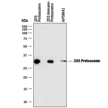 Western blot shows Human 20S Proteasome (Catalog # E-360), Human 20S Immunoproteasome (Catalog # E-370), and Recombinant Human PSMA1. PVDF membrane was probed with 2 µg/mL of Mouse Anti-Human 20S Proteasome Monoclonal Antibody (Catalog # MAB9554) followed by HRP-conjugated Anti-Mouse IgG Secondary Antibody (Catalog # HAF018). A specific band was detected for 20S Proteasome at approximately 30 kDa (as indicated). This experiment was conducted under reducing conditions and using Immunoblot Buffer Group 3.