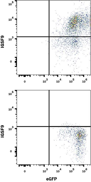 HEK293 human cell line transfected with (A) Mouse IGSF9 or (B) irrelevant protein, and eGFP was stained with Rat Anti-Mouse IGSF9 Monoclonal Antibody (Catalog # MAB9140) followed by APC-conjugated Goat anti-Rat IgG Secondary Antibody (Catalog # F0113). Quadrant markers were set based on Rat IgG2B Isotype Control Antibody (Catalog # MAB0061). View our protocol for Staining Membrane-associated Proteins.