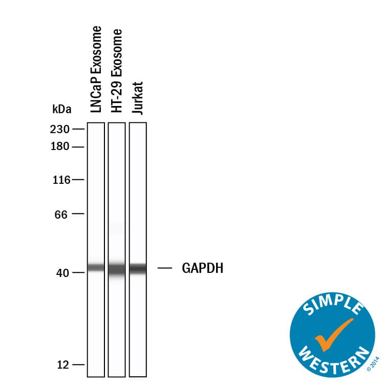 Simple Western shows lysates of Exosome Standards (LNCaP) (NBP3-11687), Exosome Standards (HT‑29) (NBP3-11685) and Jurkat human acute T cell leukemia cell line, loaded at 0.5 mg/ml. A specific band was detected for GAPDH at approximately 41 kDa (as indicated) using 5 µg/mL of Rabbit Anti-Human/Mouse/Rat GAPDH Antigen Affinity-purified Polyclonal Antibody (Catalog # 2275-PC-100). This experiment was conducted under reducing conditions and using the 12-230kDa separation system.