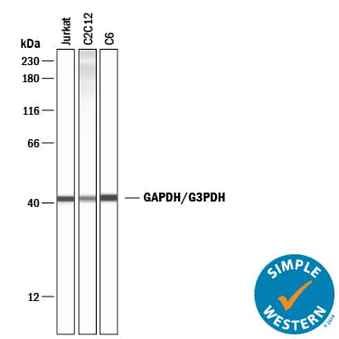 Simple Western lane view shows lysates of Jurkat human acute T cell leukemia cell line, C2C12 mouse myoblast cell line, and C6 rat glioma cell line, loaded at 0.2 mg/mL. A specific band was detected for GAPDH at approximately 43 kDa (as indicated) using 1 µg/mL of Rabbit Anti-Human/Mouse/Rat GAPDH Antigen Affinity-purified Polyclonal Antibody (Catalog # 2275-PC-100) . This experiment was conducted under reducing conditions and using the 12-230 kDa separation system.