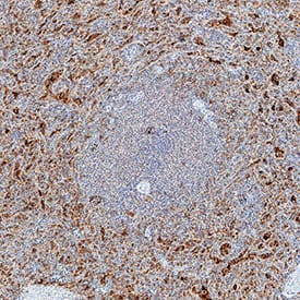 Immunohistochemistry 2B4/CD244/SLAMF4 Antibody [Unconjugated]