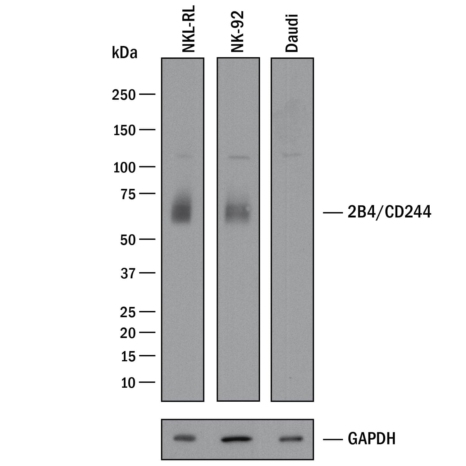 Western Blot 2B4/CD244/SLAMF4 Antibody [Unconjugated]