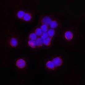 2B4/CD244/SLAMF4 was detected in immersion fixed human natural killer cells using Mouse Anti-Human 2B4/CD244/SLAMF4 Monoclonal Antibody (Catalog # MAB10391) at 8 µg/mL for 3 hours at room temperature. Cells were stained using the NorthernLights™ 557-conjugated Anti-Mouse IgG Secondary Antibody (red; Catalog # NL007) and counterstained with DAPI (blue). Specific staining was localized to cell surfaces. View our protocol for Fluorescent ICC Staining of Non-adherent Cells.