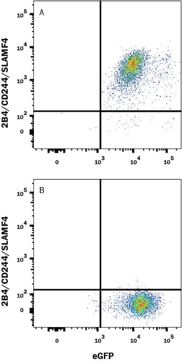 HEK293 human embryonic kidney cell line transfected with (A) Human 2B4/CD244/SLAMF4 and eGFP or (B) irrelevant protein, was stained with Mouse Anti-Human 2B4/CD244/SLAMF4 Monoclonal Antibody (Catalog # MAB10393) followed by Allophycocyanin-conjugated Anti-Mouse IgG Secondary Antibody (Catalog # F0101B). Quadrant markers were set based on Mouse IgG2B isotype control antibody staining (Catalog # MAB0041). View our protocol for Staining Membrane-associated Proteins.