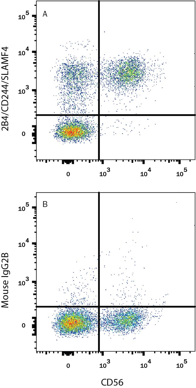 Human peripheral blood lymphocytes were stained with (A) Mouse Anti-Human 2B4/CD244/SLAMF4 Monoclonal Antibody (Catalog # MAB10393) or (B) Mouse IgG2B isotype control antibody (Catalog # MAB0041) followed by PE-conjugated Anti-Mouse IgG Secondary Antibody (Catalog # F0102B) and Mouse anti-Human CD56 APC-conjugated Monoclonal Antibody (Catalog # FAB2408A). View our protocol for Staining Membrane-associated Proteins.