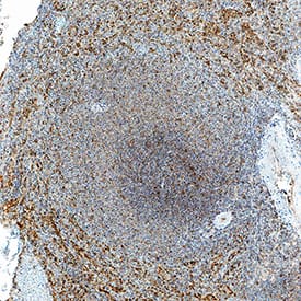 Immunohistochemistry 2B4/CD244/SLAMF4 Antibody (146510) [Unconjugated]