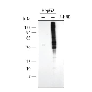Western blot shows lysates of HepG2 human hepatocellular carcinoma cell line untreated (-) or treated (+) with 4-Hydroxynonenal (4-HNE). PVDF membrane was probed with 1 µg/mL of Mouse Anti-4-Hydroxynonenal Monoclonal Antibody (Catalog # MAB3249) followed by HRP-conjugated Anti-Mouse IgG Secondary Antibody (Catalog # HAF007). Specific bands were detected for 4-Hydroxynonenal at adducts of histidine residues (as indicated). This experiment was conducted under reducing conditions and using Immunoblot Buffer Group 1.