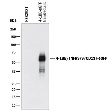 Western Blot 4-1BB/TNFRSF9/CD137 Antibody [Unconjugated]