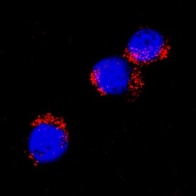 <b>Biological Strategies Validation. </b>4-1BB/TNFRSF9/CD137 was detected in immersion fixed rat splenocytes treated with calcium ionomycin and PMA using Goat Anti-Rat 4-1BB/TNFRSF9/ CD137 Antigen Affinity-purified Polyclonal Antibody (Catalog # AF9029) at 15 µg/mL for 3 hours at room temperature. Cells were stained using the NorthernLights™ 557-conjugated Anti-Goat IgG Secondary Antibody (red; Catalog # NL001) and counterstained with DAPI (blue). Specific staining was localized to cytoplasm. View our protocol for Fluorescent ICC Staining of Non-adherent Cells.