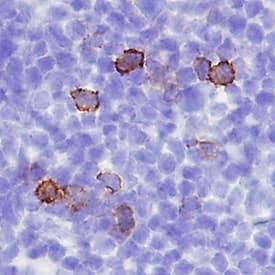 4-1BB/TNFRSF9/CD137 was detected in perfusion fixed frozen sections of mouse spleen using Goat Anti-Mouse 4-1BB/TNFRSF9/CD137 Antigen Affinity-purified Polyclonal Antibody (Catalog # AF937) at 1.7 µg/mL overnight at 4 °C. Tissue was stained using the Anti-Goat HRP-DAB Cell & Tissue Staining Kit (brown; CTS009) and counterstained with hematoxylin (blue). Specific staining was localized to cell surfaces. View our protocol for Chromogenic IHC Staining of Frozen Tissue Sections.