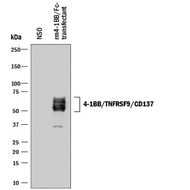 Western blot shows lysates of NS0 mouse myeloma cell line either mock transfected or transfected with recombinant mouse 4-1BB/Fc chimera. PVDF membrane was probed with 0.5 µg/mL of Goat Anti-Mouse 4-1BB/TNFRSF9/CD137 Antigen Affinity-purified Polyclonal Antibody (Catalog # AF937) followed by HRP-conjugated Anti-Goat IgG Secondary Antibody (HAF017). Specific bands were detected for 4-1BB/TNFRSF9/CD137 at approximately 50-60 kDa (as indicated). This experiment was conducted under reducing conditions and using Immunoblot Buffer Group 1.