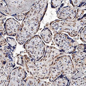 Immunohistochemistry 4-1BB Ligand/TNFSF9 Antibody [Unconjugated]