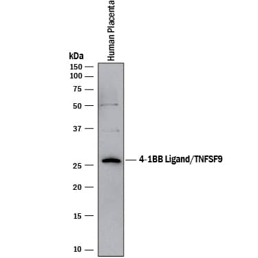Western Blot 4-1BB Ligand/TNFSF9 Antibody [Unconjugated]