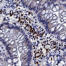 Immunohistochemistry 4-1BB Ligand/TNFSF9 Antibody (2357C) [Unconjugated]