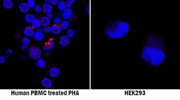<b>Biological Strategies Validation. </b>4-1BB/TNFRSF9/CD137 was detected in immersion fixed peripheral blood mononuclear cells (PBMCs) treated with PHA (positive control, left panel) and HEK293 human embryonic kidney cell line (negative control, right panel) using Rabbit Anti-Human 4-1BB/TNFRSF9/CD137 Monoclonal Antibody (Catalog # MAB8381) at 8 µg/mL for 3 hours at room temperature. Cells were stained using the NorthernLights™ 557-conjugated Anti-Rabbit IgG Secondary Antibody (red NL004) and counterstained with DAPI (blue). Specific staining was localized to cell surfaces. View our protocol for Fluorescent ICC Staining of Non-adherent Cells.