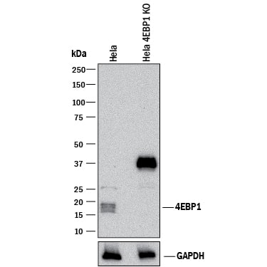 Knockout Validated 4EBP1 Antibody [Unconjugated]