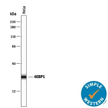 Simple Western 4EBP1 Antibody [Unconjugated]