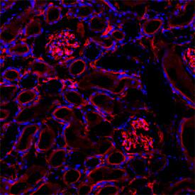 Immunohistochemistry 5'-Nucleotidase/CD73 Antibody [Unconjugated]