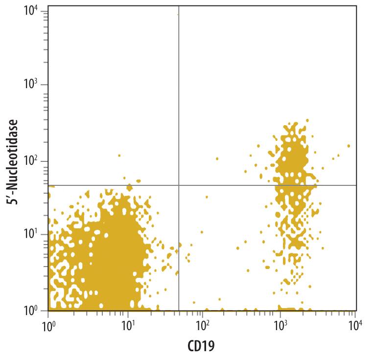 Human peripheral blood lymphocytes were labeled with Mouse Anti-Human/Equine 5'-Nucleotidase/CD73 Mono-clonal Antibody (Catalog # MAB5795) followed by Allophycocyanin-conjugated Anti-Mouse IgG F(ab')2Secondary Antibody (F0101B) and Human CD19 PE-conjugated Monoclonal Antibody (FAB4867P). Quadrant markers were set based on control antibody staining (MAB0041).