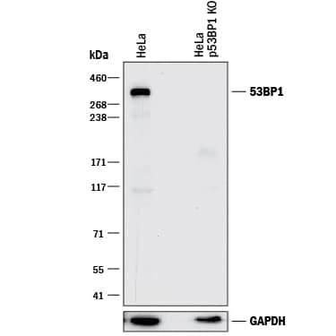 <b>Genetic Strategies Validation. </b>Western blot shows lysates of HeLa human cervical epithelial carcinoma parental cell line and 53BP1 knockout HeLa cell line (KO). PVDF membrane was probed with 0.5 µg/mL of Goat Anti-Human 53BP1 Antigen Affinity-purified Polyclonal Antibody (Catalog # AF1877) followed by HRP-conjugated Anti-Goat IgG Secondary Antibody (Catalog # HAF017). A specific band was detected for 53BP1 at approximately 350 kDa (as indicated) in the parental HeLa cell line, but is not detectable in the knockout HeLa cell line. GAPDH (Catalog # MAB5718) is shown as a loading control. This experiment was conducted under reducing conditions and using Immunoblot Buffer Group 1.
