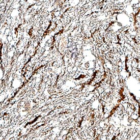 Immunohistochemistry 5-HT1D Antibody (1014728) [Unconjugated]