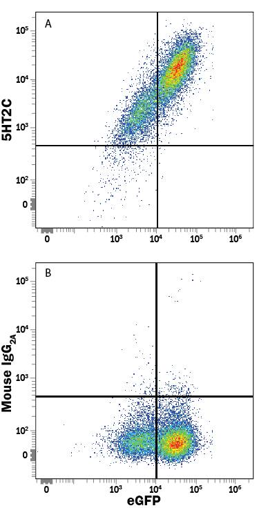 HEK293 human embryonic kidney cell line transfected with human 5-HT2C and eGFP was stained with either (A) Mouse Anti-Human 5-HT2C APC-conjugated Monoclonal Antibody (Catalog # FAB5764A) or (B) Mouse IgG2AAllophycocyanin Isotype Control (Catalog # IC003A). View our protocol for Staining Membrane-associated Proteins.