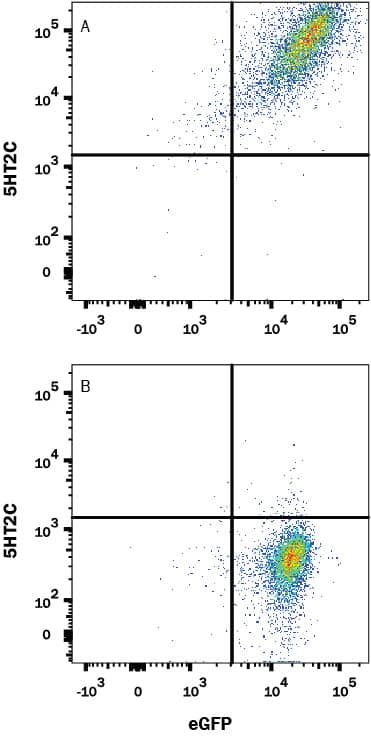 HEK293 human embryonic kidney cell line transfected with either (A) human 5-HT2C or (B) irrelevant protein, and eGFP was stained with Mouse Anti-Human 5-HT2C PE-conjugated Monoclonal Antibody (Catalog # FAB5764P) or (B) Mouse IgG2A PE Isotype Control (Catalog # IC003P). View our protocol for Staining Membrane-associated Proteins.