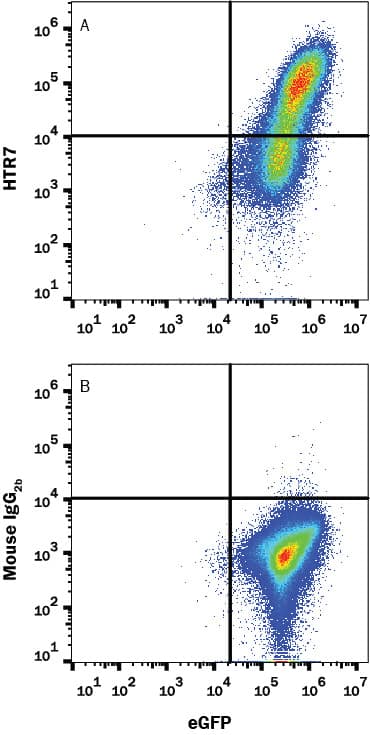 HEK293 human embryonic kidney cell line transfected with human 5-HT7 and eGFP was stained with (A) Mouse Anti-Human 5-HT7 Monoclonal Antibody (Catalog # MAB10325) or (B) isotype control antibody (Catalog # MAB0041) followed by Allophycocyanin-conjugated Anti-Mouse IgG Secondary Antibody (Catalog # F0101B). View our protocol for Staining Membrane-associated Proteins.
