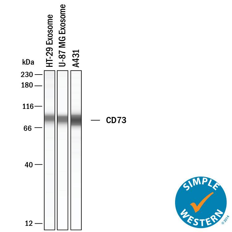Simple Western shows lysates of Exosome Standards (HT‑29) (NBP3-11685), Exosome Standards (U‑87 MG) (NBP2-49844) and A431 human epithelial carcinoma cell line, loaded at 0.5 mg/ml. A specific band was detected for 5'‑Nucleotidase/CD73 at approximately 86 kDa (as indicated) using 10 µg/mL of Sheep Anti-Human 5'‑Nucleotidase/CD73 Antigen Affinity-purified Polyclonal Antibody (Catalog # AF5795). This experiment was conducted under reducing conditions and using the 12-230kDa separation system.