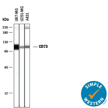 Simple Western lane view shows lysates of U-87 MG human glioblastoma/astrocytoma cell line, U-251 MG human glioblastoma cell line, and A431 human epithelial carcinoma cell line, loaded at 0.2 mg/mL. A specific band was detected for 5'-Nucleotidase/CD73 at approximately 86 kDa (as indicated) using 10 µg/mL of Sheep Anti-Human 5'-Nucleotidase/CD73 Antigen Affinity-purified Polyclonal Antibody (Catalog # AF5795) followed by 1:50 dilution of HRP-conjugated Anti-Sheep IgG Secondary Antibody (Catalog # HAF016). This experiment was conducted under reducing conditions and using the 12-230 kDa separation system. Non-specific interaction with the 230 kDa Simple Western standard may be seen with this antibody.