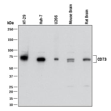 Western blot shows lysates of HT-29 human colon adenocarcinoma cell line, Huh-7 human hepatoma cell line, U266 human myeloma cell line, mouse brain tissue, and rat brain tissue. PVDF membrane was probed with 2 µg/mL of Mouse Anti-Human/Mouse/Rat 5'-Nucleotidase/CD73 Monoclonal Antibody (Catalog # MAB57951) followed by HRP-conjugated Anti-Mouse IgG Secondary Antibody (Catalog # HAF018). A specific band was detected for 5'-Nucleotidase/CD73 at approximately 70 kDa (as indicated). This experiment was conducted under reducing conditions and using Immunoblot Buffer Group 1.