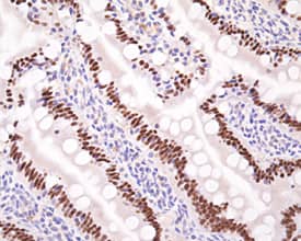 Immunohistochemistry HNF-4 gamma/NR2A2 Antibody (N3224) [Unconjugated]