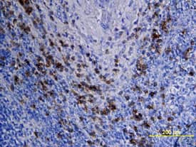 Immunohistochemistry DLEC/CLEC4C/BDCA-2 Antibody [Unconjugated]