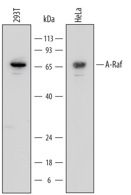 Western Blot A-RAF Antibody (684128)