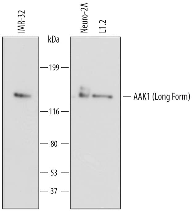 Western blot shows lysates of IMR-32 human neuroblastoma cell line, Neuro-2A mouse neuroblastoma cell line, and L1.2 mouse pro-B cell line. PVDF membrane was probed with 1 µg/mL of Mouse Anti-Human AAK1 Monoclonal Antibody (Catalog # MAB6886) followed by HRP-conjugated Anti-Mouse IgG Secondary Antibody (Catalog # HAF007). A specific band was detected for AAK1 (Long Form) at approximately 140 kDa (as indicated). This experiment was conducted under reducing conditions and using Immunoblot Buffer Group 1.