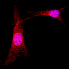 Immunocytochemistry ABI1 Antibody (1013203) [Unconjugated]