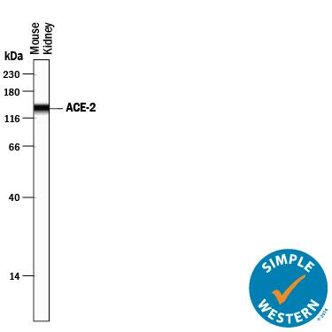 Simple Western ACE-2 Antibody [Unconjugated]