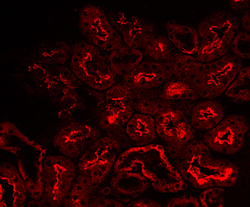Immunohistochemistry ACE/CD143 Antibody [Unconjugated]