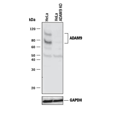 Knockout Validated ADAM9 Antibody [Unconjugated]