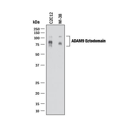 Western blot shows lysates of C2C12 mouse myoblast cell line and WI-38 human lung fibroblast cell line. PVDF membrane was probed with 1 µg/mL of Goat Anti-Human/Mouse ADAM9 Ectodomain Antigen Affinity-purified Polyclonal Antibody (Catalog # AF949) followed by HRP-conjugated Anti-Goat IgG Secondary Antibody (HAF017). Specific bands were detected for ADAM9 at approximately 110 and 80 kDa (as indicated). This experiment was conducted under reducing conditions and using Immunoblot Buffer Group 1.