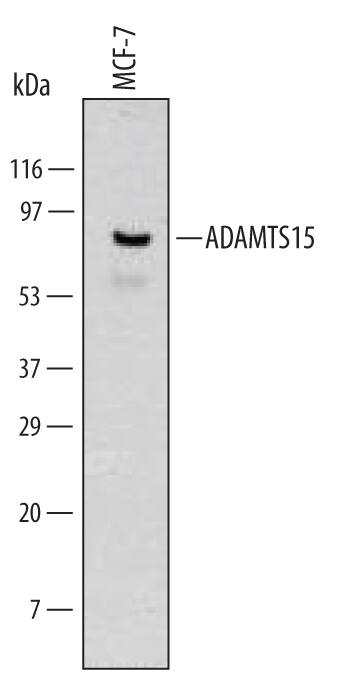 Western Blot ADAMTS15 Antibody (561819)