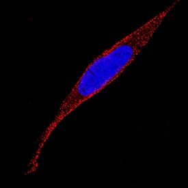 Immunocytochemistry ADAMTS4 Antibody (416610) [Unconjugated]