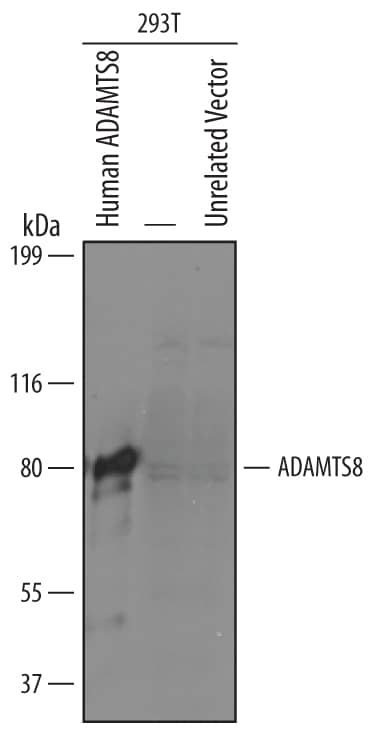 Western Blot ADAMTS8 Antibody [Unconjugated]