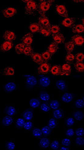 ADNP was detected in immersion fixed RAW 264.7 mouse monocyte/macrophage cell line using Goat Anti-Mouse/Rat ADNP Antigen Affinity-purified Polyclonal Antibody (Catalog # AF5919) at 10 µg/mL for 3 hours at room temperature. Cells were stained using the NorthernLights™ 557-conjugated Anti-Goat IgG Secondary Antibody (red, upper panel; Catalog # NL001) and counterstained with DAPI (blue, lower panel). Specific staining was localized to nuclei. View our protocol for Fluorescent ICC Staining of Cells on Coverslips.