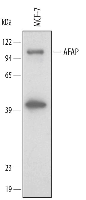 Western Blot AFAP Antibody
